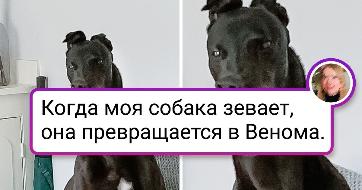 17 питомцев, при взгляде на которых душа готова в пятки уйти 17 питомцев, при взгляде на которых душа готова в пятки уйти