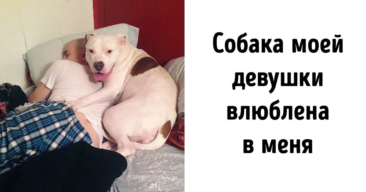 20+ животных, чья любовь к хозяевам не знает границ 20+ животных, чья любовь к хозяевам не знает границ