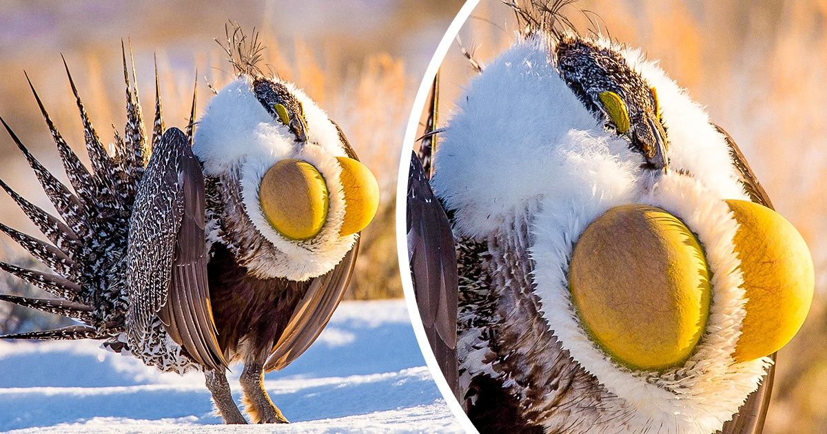 17 животных, которыми природа хотела всех ошеломить и немного переборщила 17 животных, которыми природа хотела всех ошеломить и немного переборщила