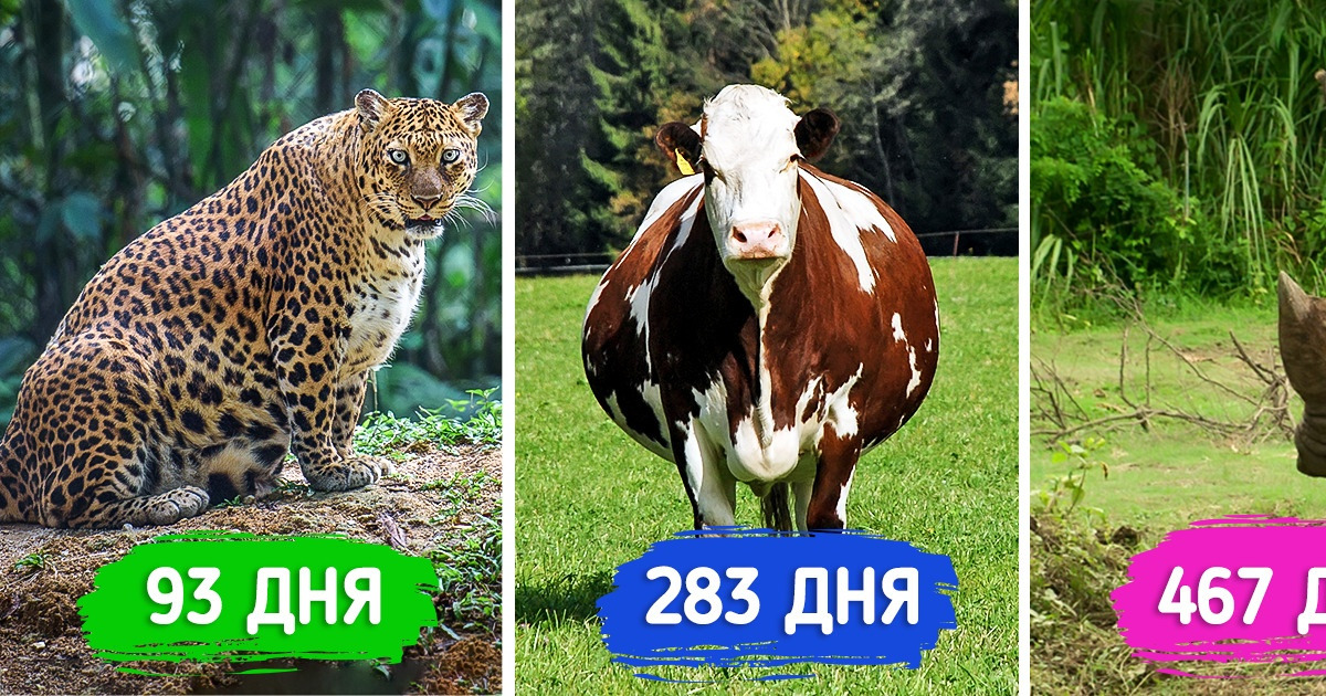Сколько времени нужно животным, чтобы выносить малыша? 20+ фото пухлых будущих мамочек
