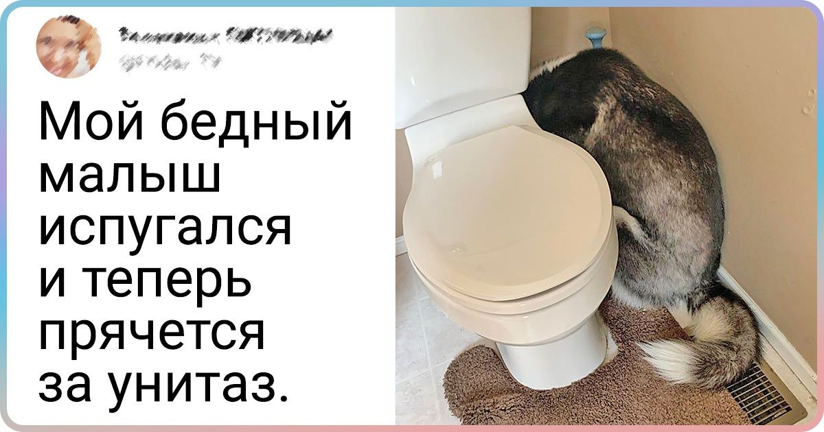25+ фотодоказательств того, что хаски — собаки не для слабаков 25+ фотодоказательств того, что хаски — собаки не для слабаков