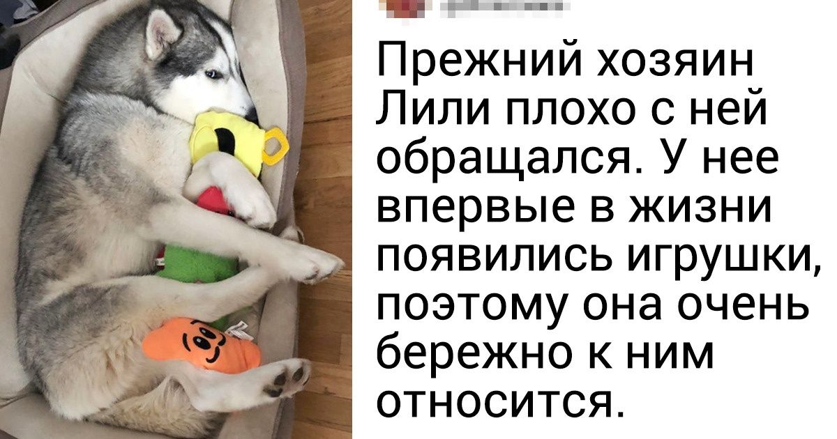 20+ животных, которые не ждали от жизни ничего хорошего, а это хорошее раз и произошло 20+ животных, которые не ждали от жизни ничего хорошего, а это хорошее раз и произошло