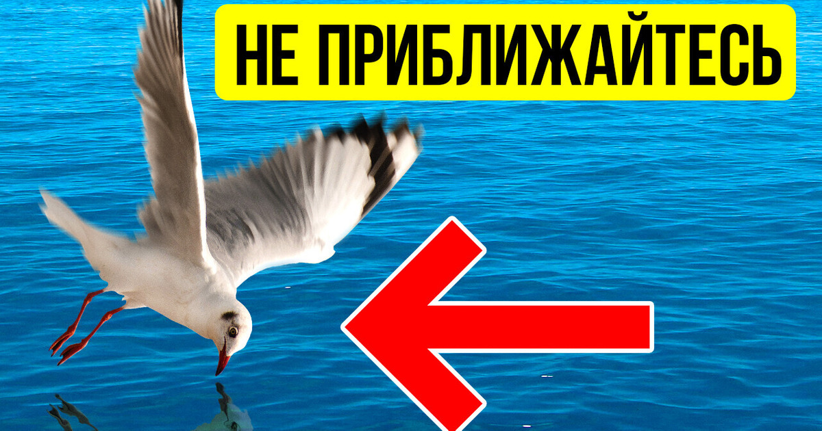 Держитесь подальше от воды, если видите кружащих над ней птиц