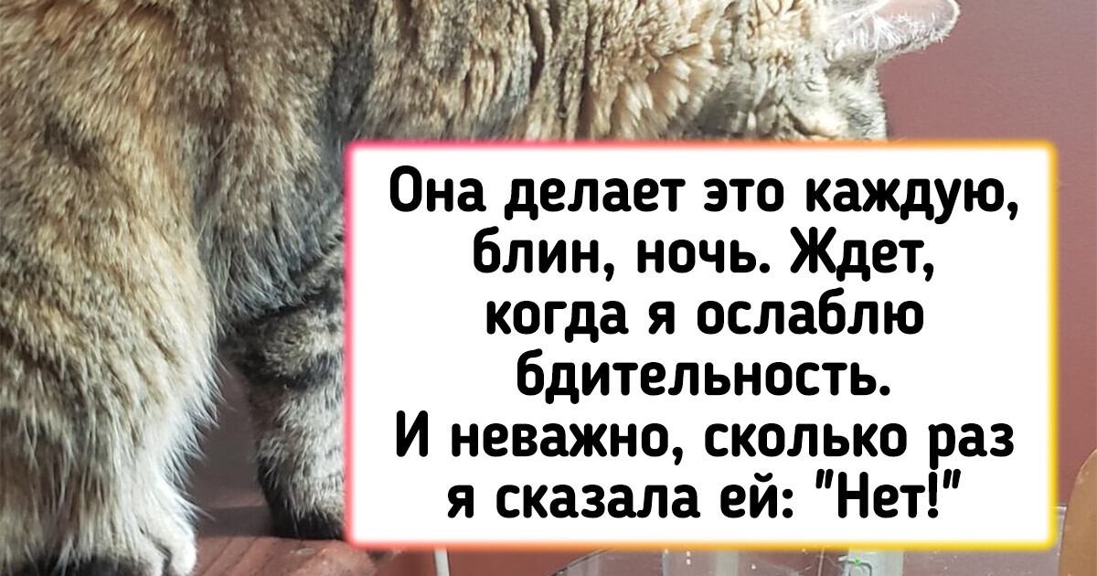 16 усатых хулиганов, чьи причуды смогут понять только опытные кошатники 16 усатых хулиганов, чьи причуды смогут понять только опытные кошатники