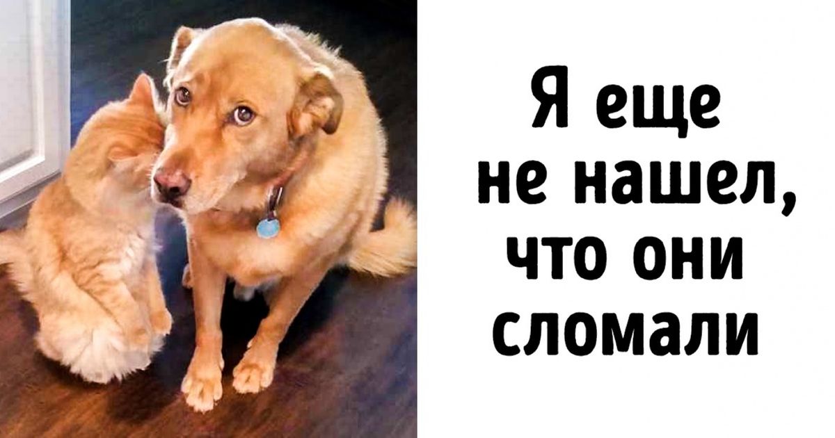 20 животных, чьим актерским способностям позавидуют даже звезды Голливуда 20 животных, чьим актерским способностям позавидуют даже звезды Голливуда