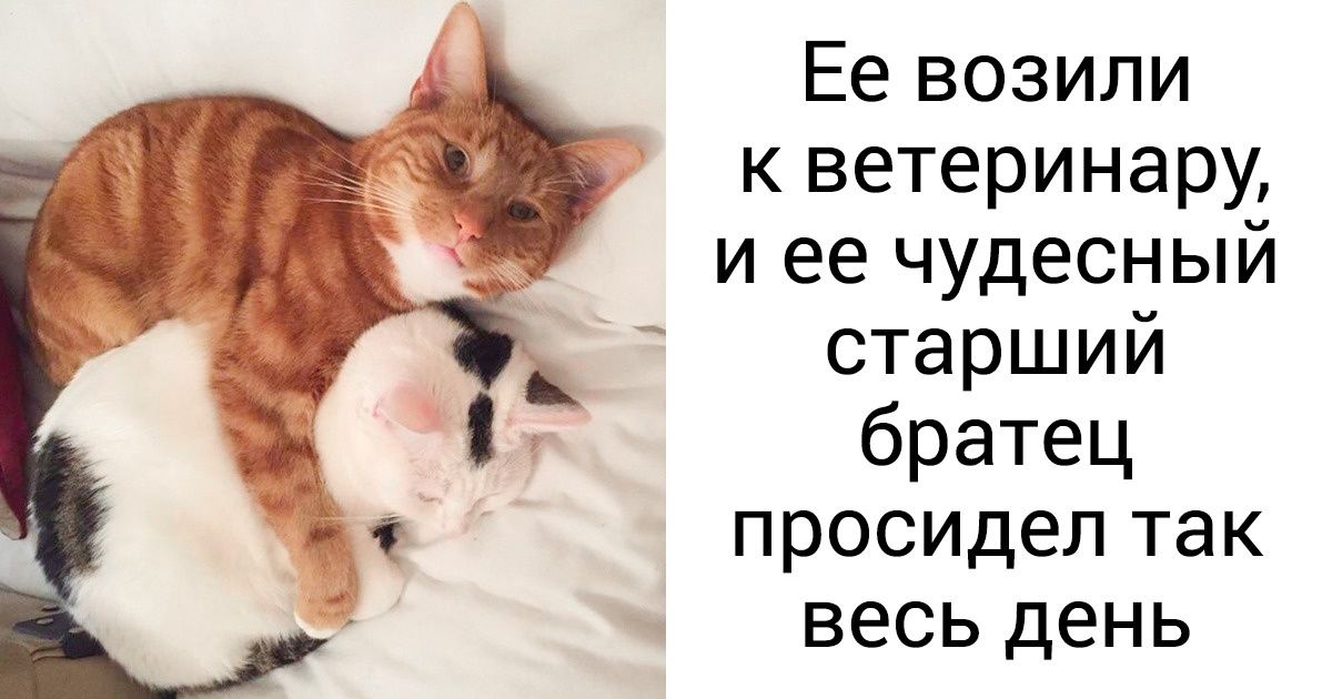 15+ фото, доказывающих, что коты тоже хорошие мальчики 15+ фото, доказывающих, что коты тоже хорошие мальчики