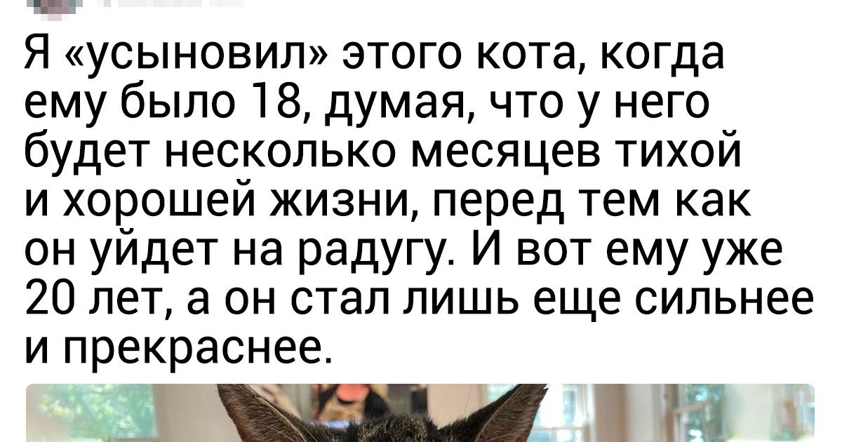20 харизматичных животных, чья крутость буквально сбивает с ног