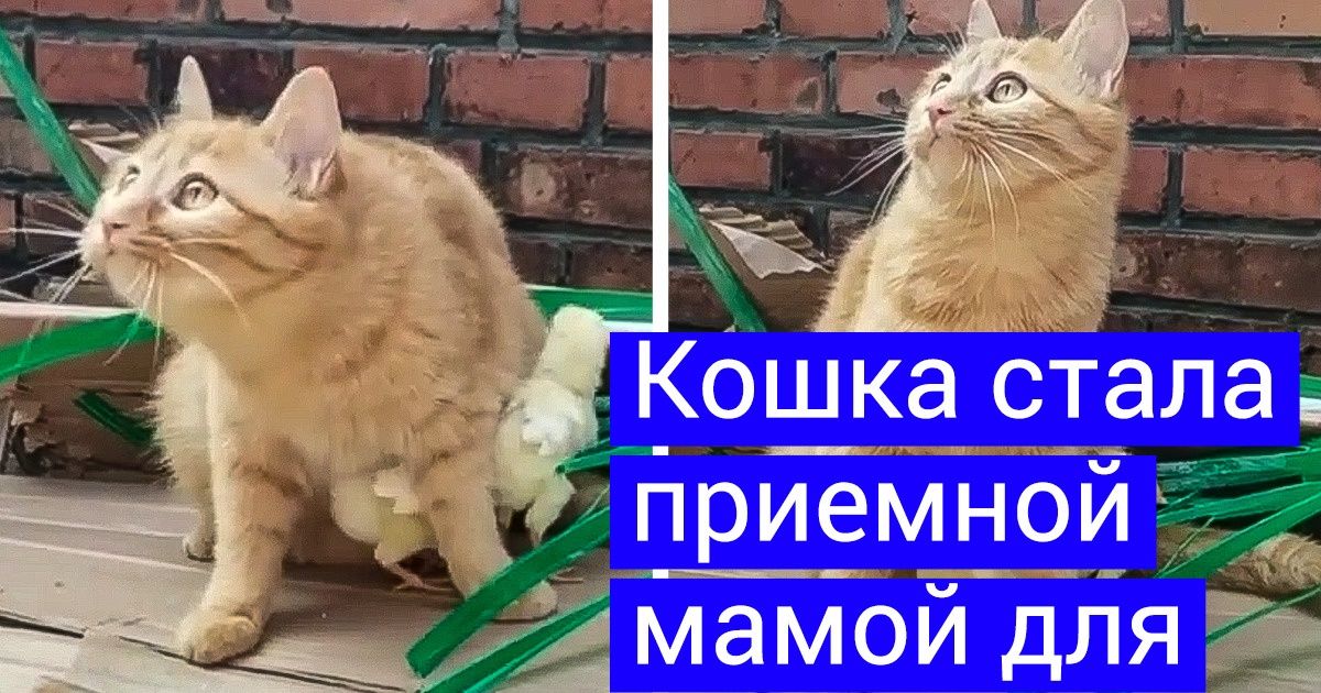 20 животных, чья суперспособность — быть лучшей мамой на свете