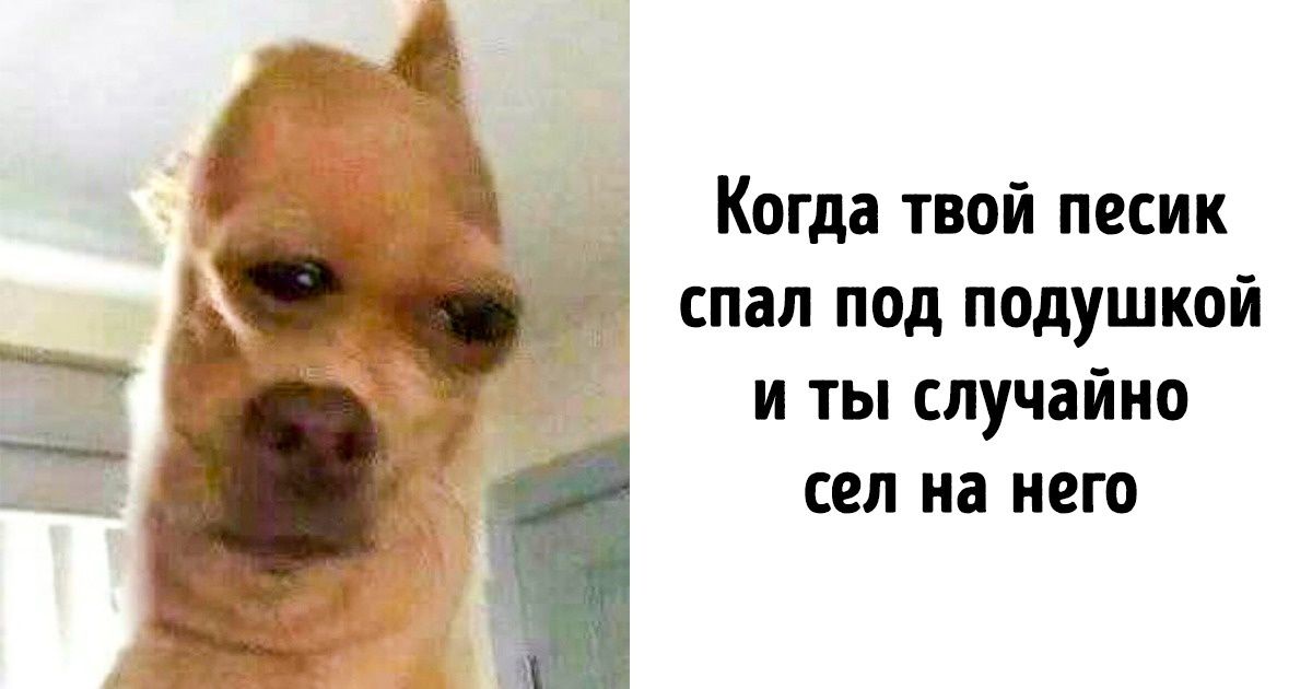 Буду твоим песиком