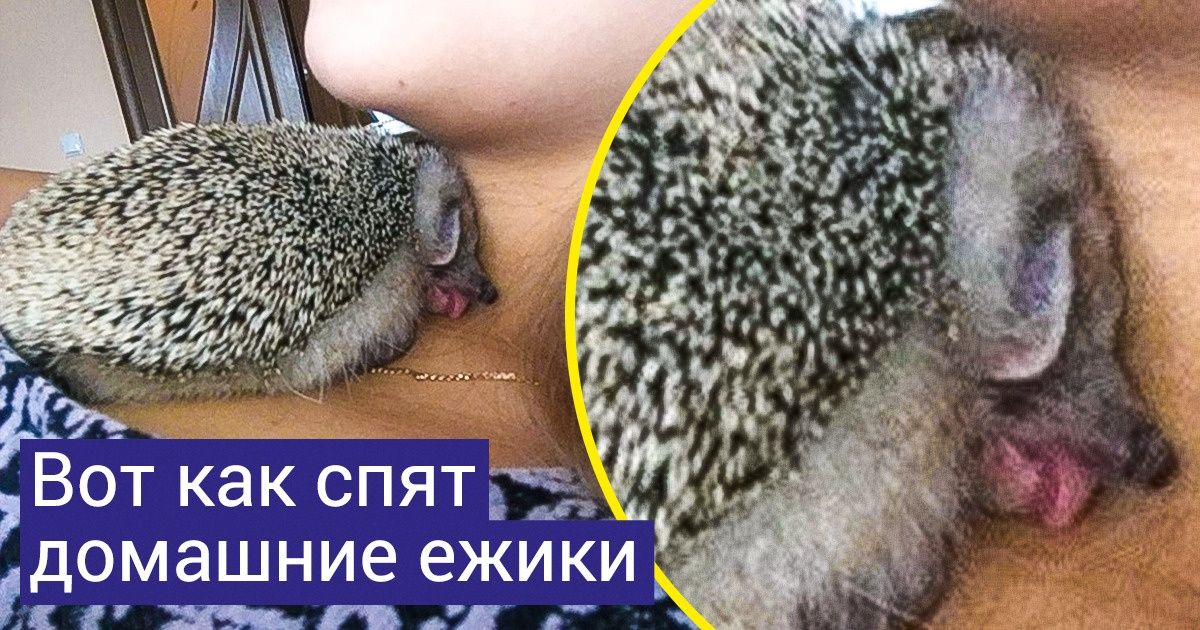 19 животных, которые готовы сбросить с пьедестала ваших любимчиков — собак и кошек 19 животных, которые готовы сбросить с пьедестала ваших любимчиков — собак и кошек