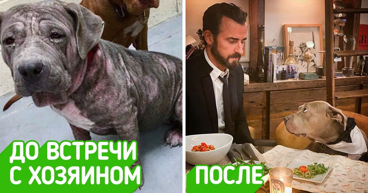 10 звезд, которые взяли и воплотили в жизнь наши детские мечты о собаке. И мы не можем перестать любоваться этой милотой 10 звезд, которые взяли и воплотили в жизнь наши детские мечты о собаке. И мы не можем перестать любоваться этой милотой