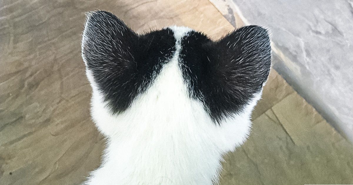 20 животных, которых природа наградила таким количеством изюминок, что хватило бы на целый пирог