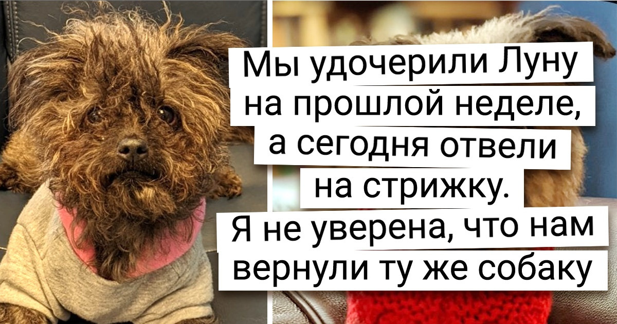 20+ пронзительных доказательств того, что главное для питомцев — встретить настоящего человека 20+ пронзительных доказательств того, что главное для питомцев — встретить настоящего человека