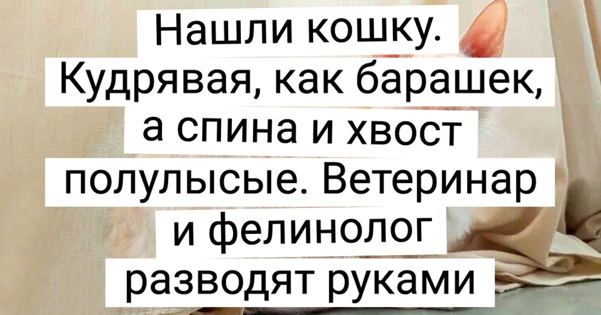 15+ животных-метисов, чьи родители подходят друг другу как балерина и трактор
