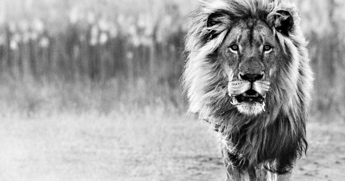 23 дико эмоциональные фотографии животных