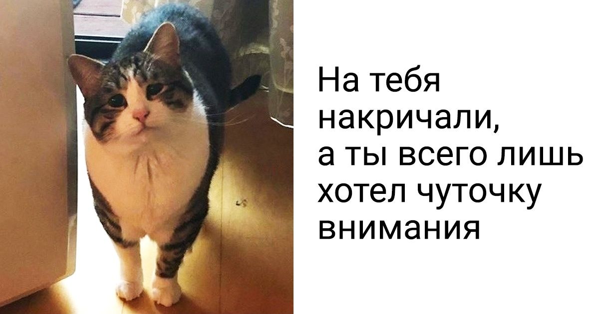18 доказательств того, что в мире животных тоже есть место остросюжетной драме 18 доказательств того, что в мире животных тоже есть место остросюжетной драме