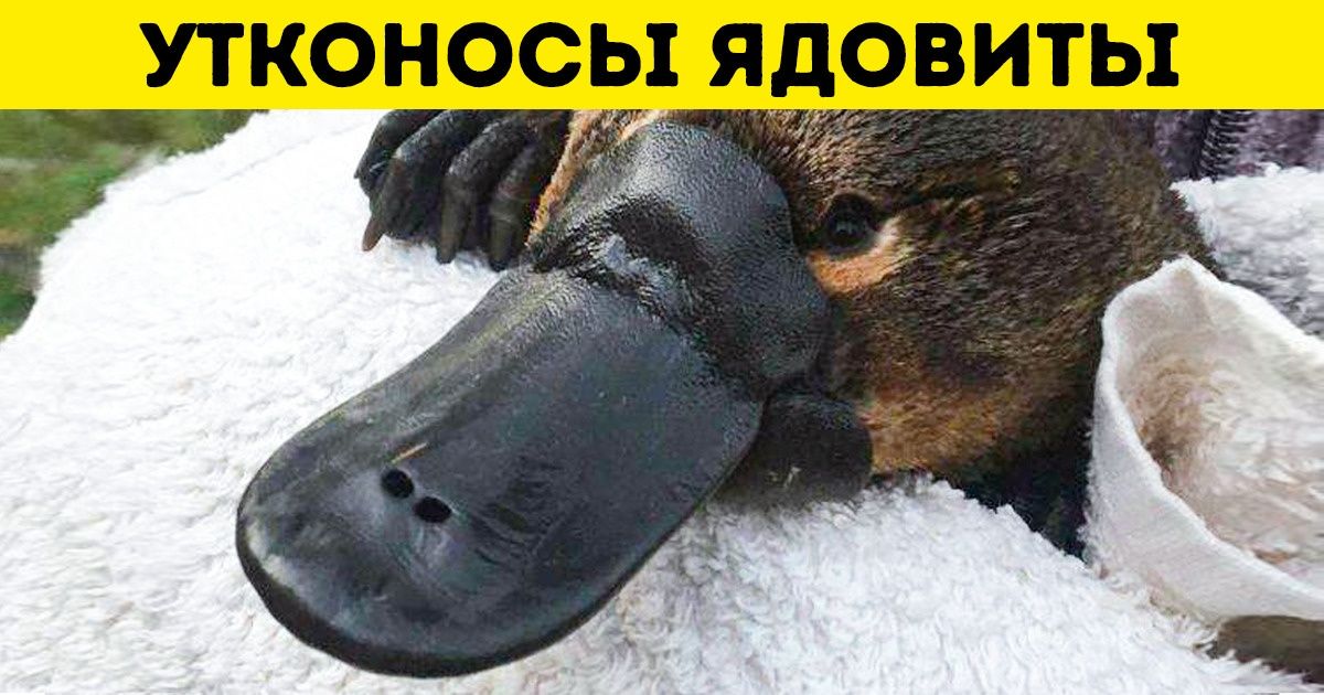 12 фактов о животных, которые доказывают, что природа и гений, и тролль одновременно