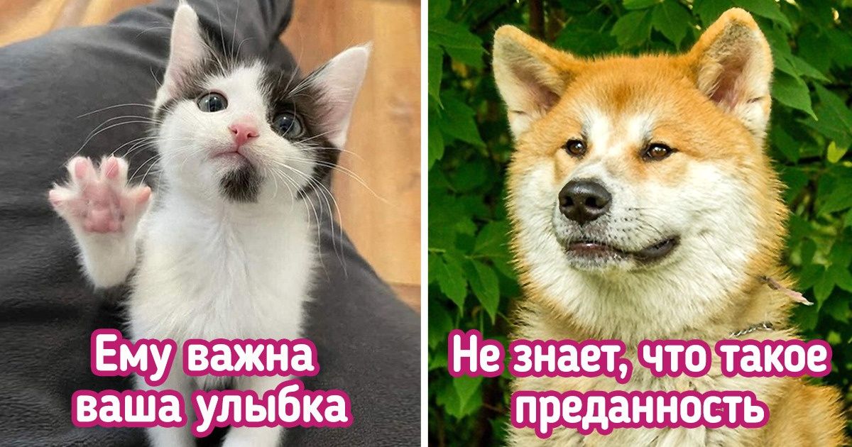 10 мифов о домашних животных, в которые мы упорно верим 10 мифов о домашних животных, в которые мы упорно верим