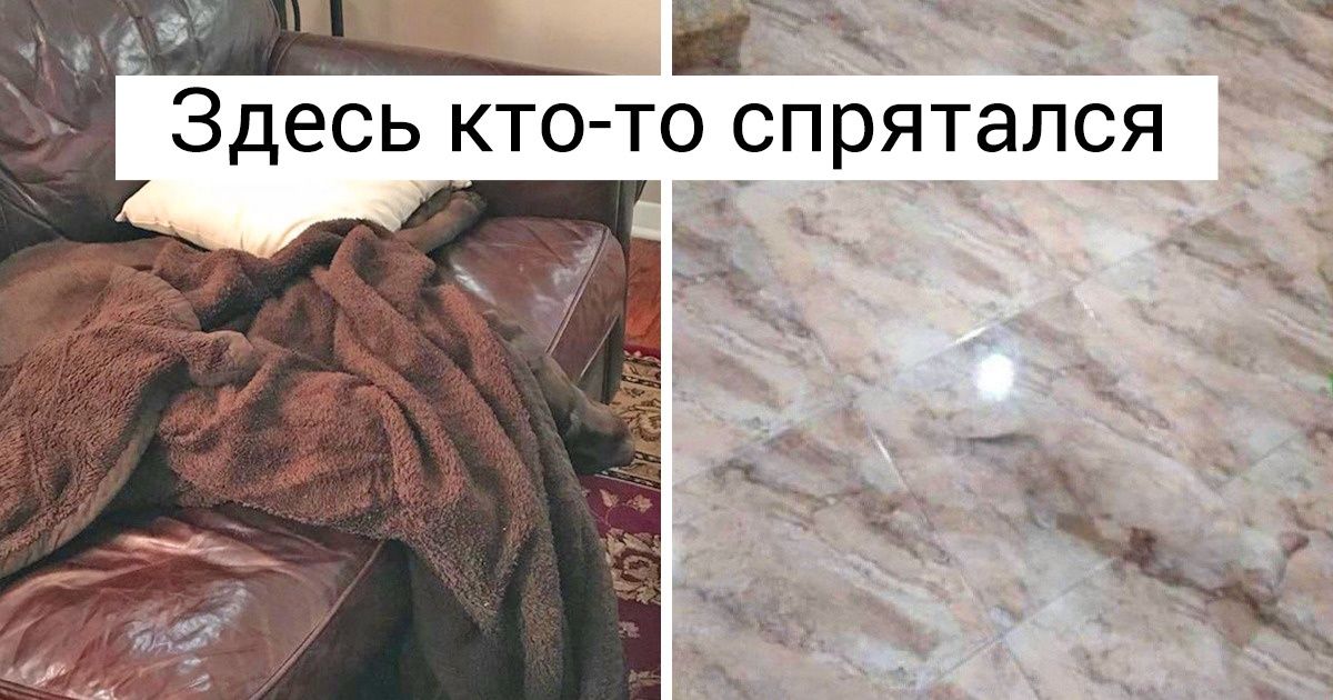 15+ животных, которые в совершенстве освоили искусство маскировки