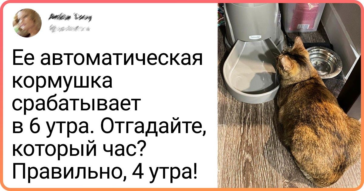 20+ мохнатых хитрюг, ради которых стоит ввести Нобелевскую премию по сообразительности 20+ мохнатых хитрюг, ради которых стоит ввести Нобелевскую премию по сообразительности