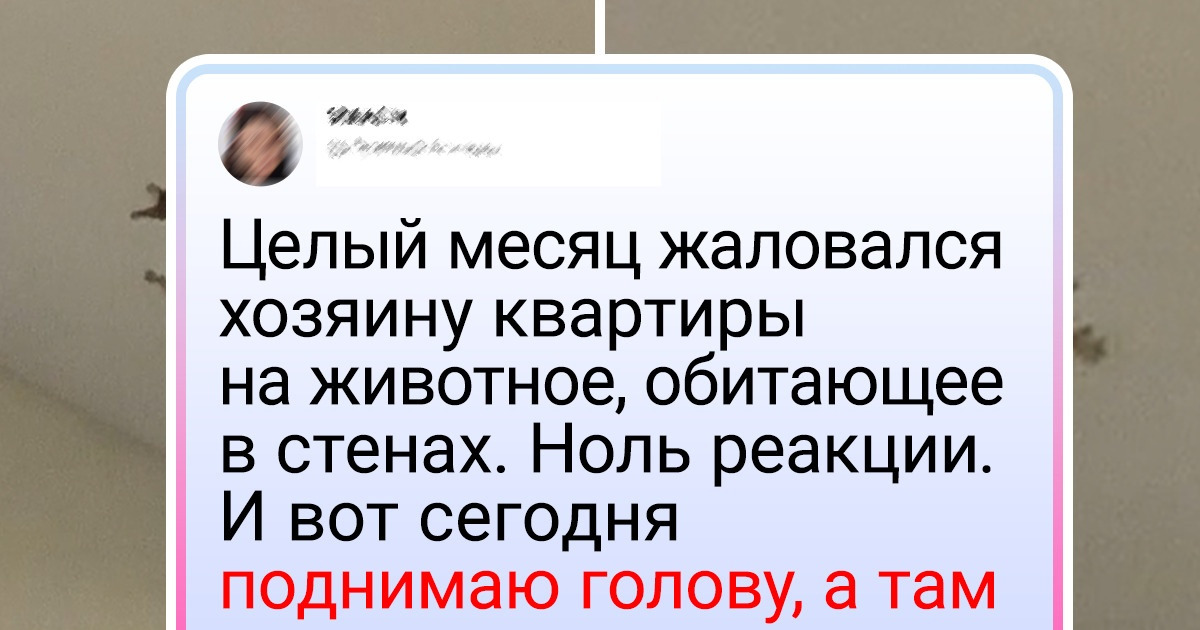 19 человек, которые сняли жилье и теперь не расстаются с флакончиком валерьянки