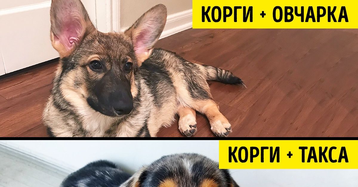 20+ щенков-метисов, которые взяли от своих родителей только лучшее