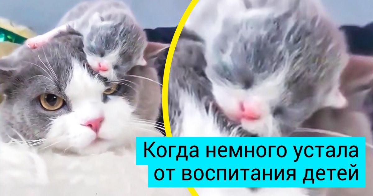 20+ животных, которые забыли о том, что они звери, и стали вести себя как люди 20+ животных, которые забыли о том, что они звери, и стали вести себя как люди