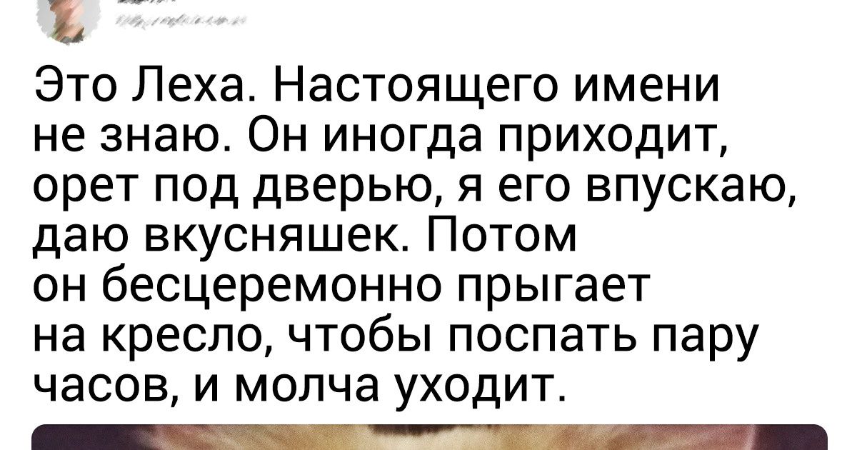 20+ нежданных гостей, которых неудержимо хочется оставить у себя 20+ нежданных гостей, которых неудержимо хочется оставить у себя