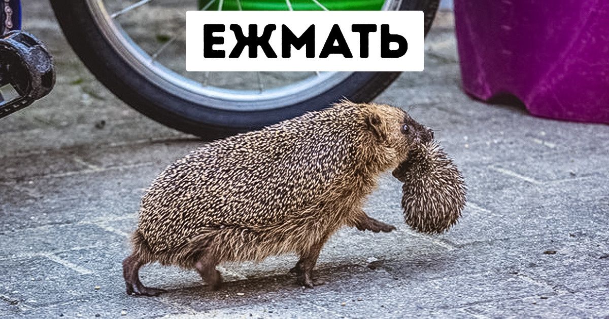 15 знакомых нам животных, которым есть чем нас удивить 15 знакомых нам животных, которым есть чем нас удивить