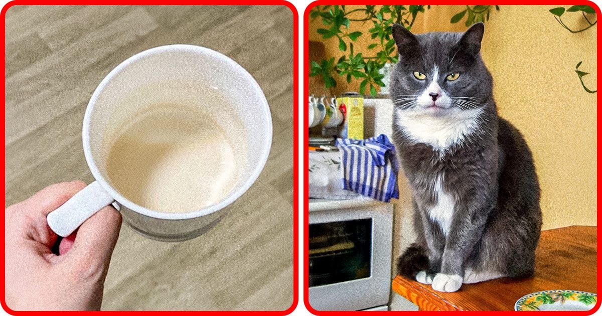 9 досадных мелочей, на которые вежливые гости не укажут, но внутри брезгливо поморщатся 9 досадных мелочей, на которые вежливые гости не укажут, но внутри брезгливо поморщатся