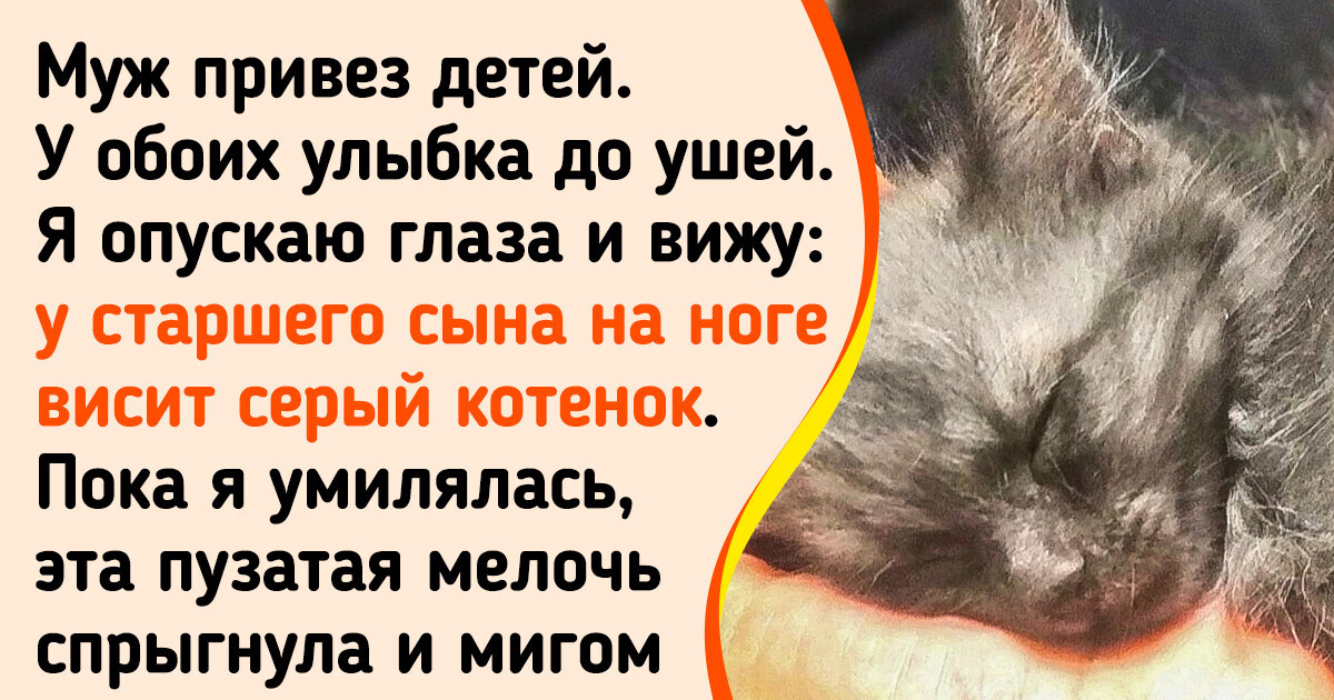 20 пушистых морд, которые сами нашли себе хозяина 20 пушистых морд, которые сами нашли себе хозяина