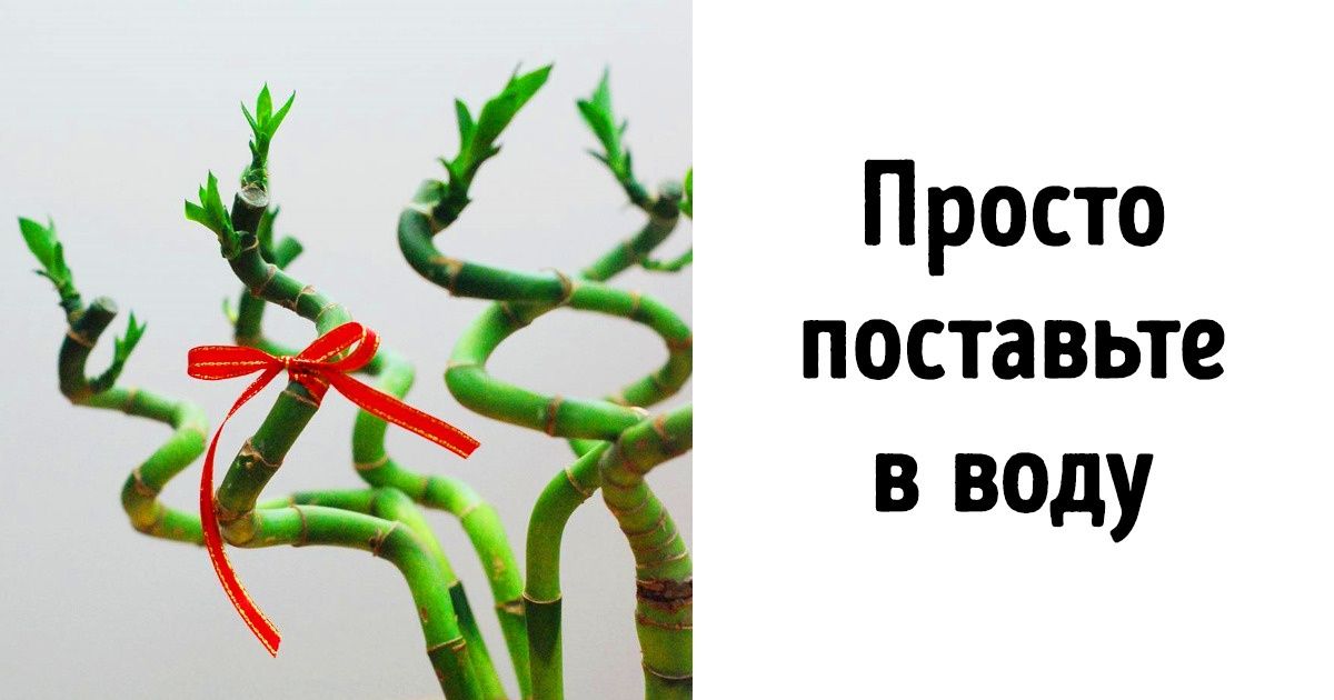 10 комнатных растений, с которыми справится даже горе-садовод 10 комнатных растений, с которыми справится даже горе-садовод