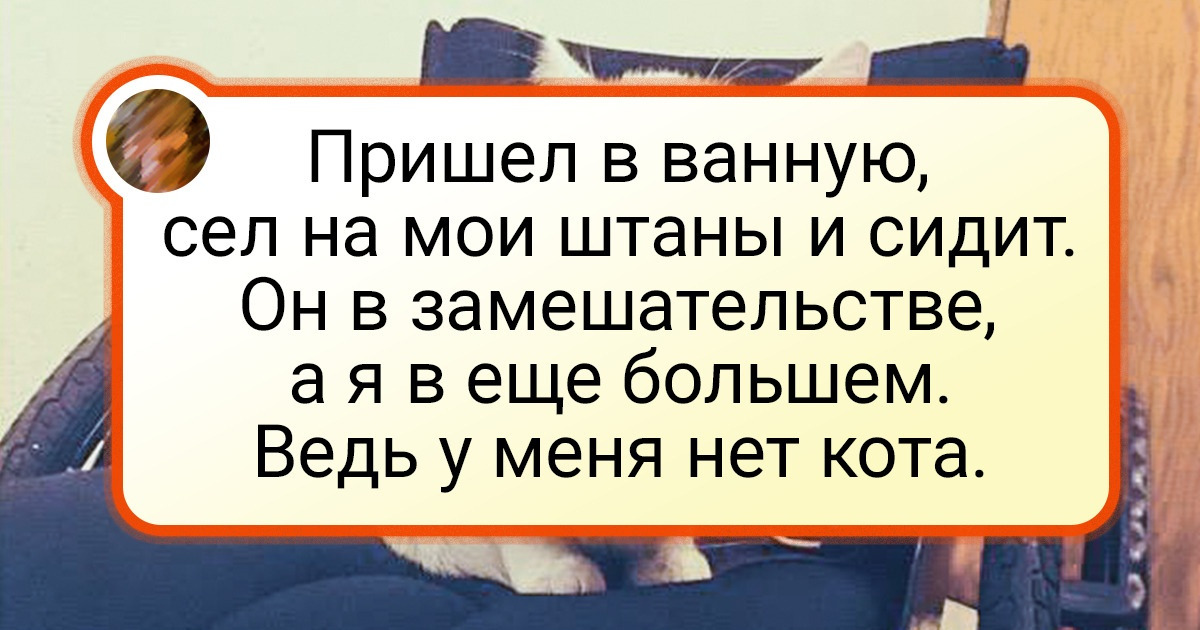 16 пушистых, которые вдруг решили: «Хорошее место, останусь здесь»