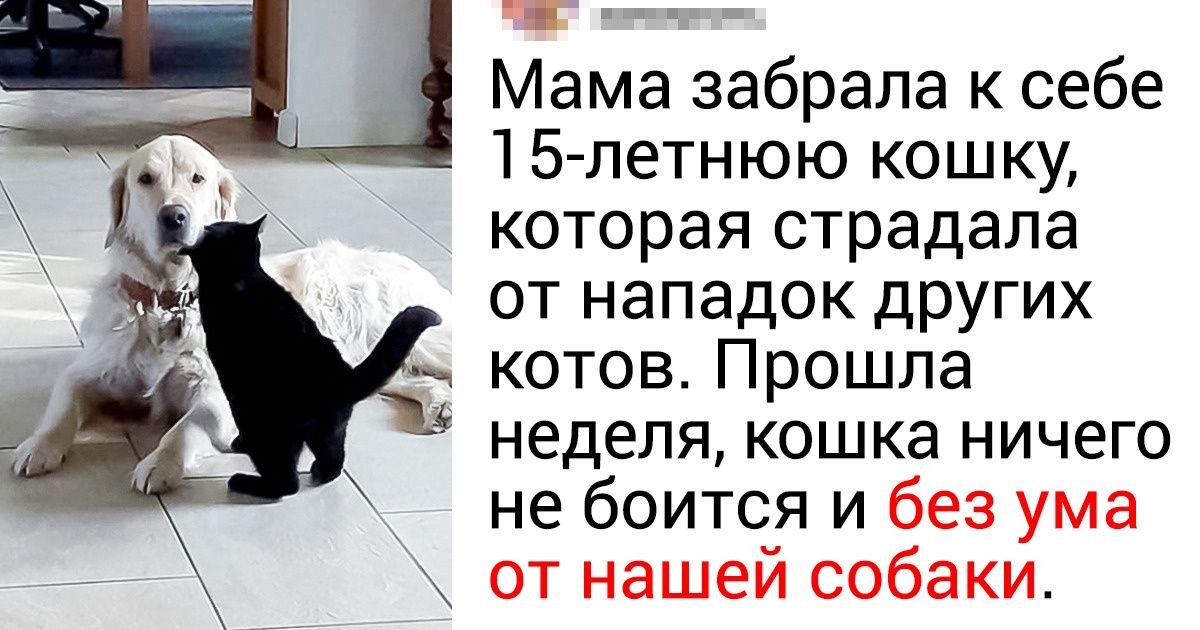 15+ фото нежной дружбы животных, которые мгновенно восстанавливают внутреннее равновесие 15+ фото нежной дружбы животных, которые мгновенно восстанавливают внутреннее равновесие