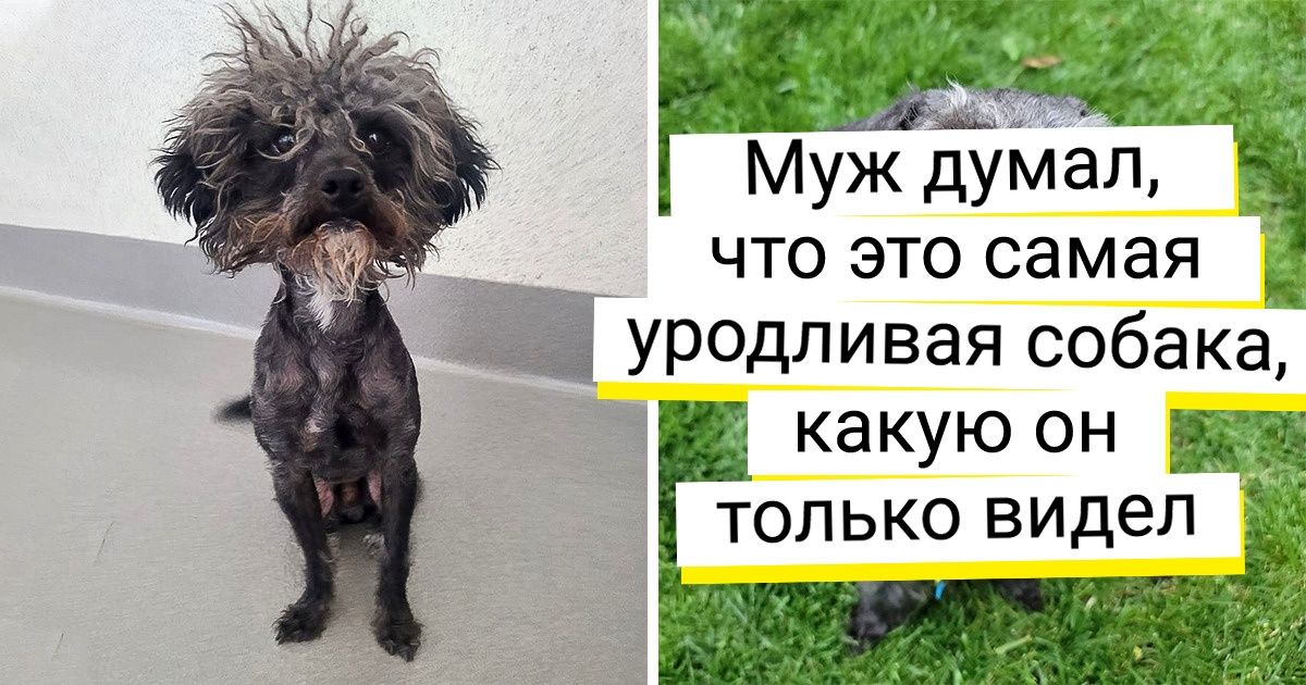 20 хозяев, которые когда-то подобрали голодный комочек. А он вымахал в пушистое облако любви