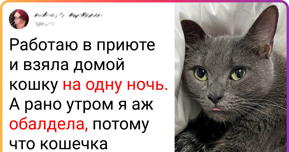 20+ фото животных из приюта, в которых драмы больше, чем в любом голливудском фильме