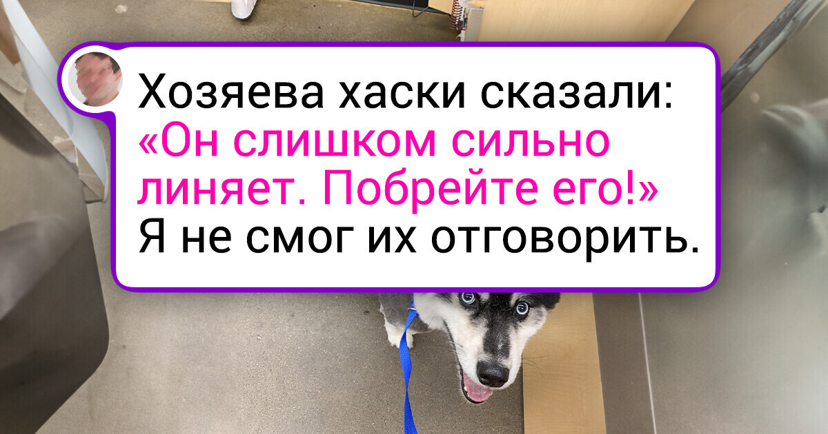 20+ фото собак, которые демонстрируют, что правильная стрижка творит чудеса