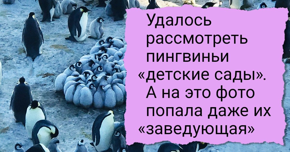 20 крутейших твитов, в которых полярник рассказывает и показывает, как он провел лето в Антарктиде 20 крутейших твитов, в которых полярник рассказывает и показывает, как он провел лето в Антарктиде