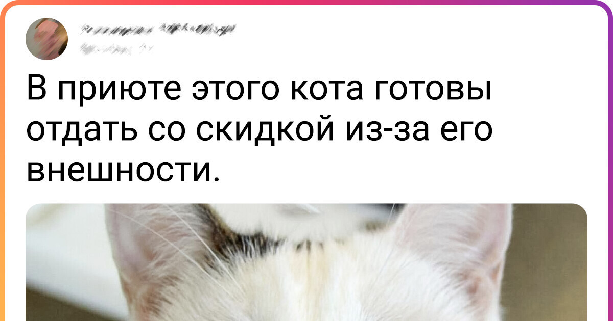 20+ животных, которым невмоготу как хочется обрести новый дом. А кое-кому уже повезло 20+ животных, которым невмоготу как хочется обрести новый дом. А кое-кому уже повезло