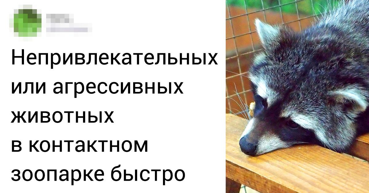 7 опасных заблуждений, которые превратили животных в человеческие игрушки