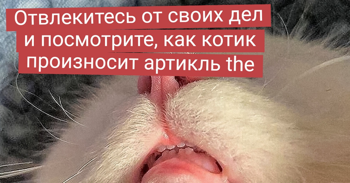 17 фото с животными, подписи к которым делают изображение в 100 раз уморительнее