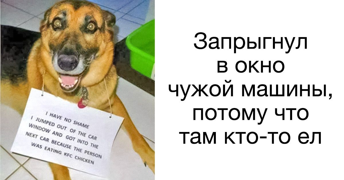 20 «хороших мальчиков», которые добудут себе еду любым способом