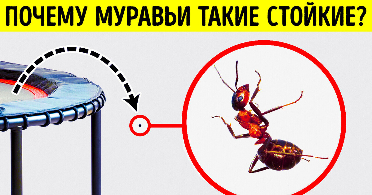 Об этих фактах не знают даже самые большие любители насекомых! Об этих фактах не знают даже самые большие любители насекомых!