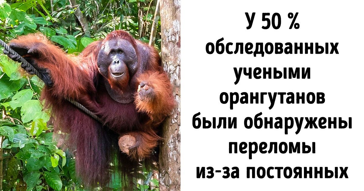10+ фактов о животных, многие из которых удивят даже знатоков зоологии 10+ фактов о животных, многие из которых удивят даже знатоков зоологии