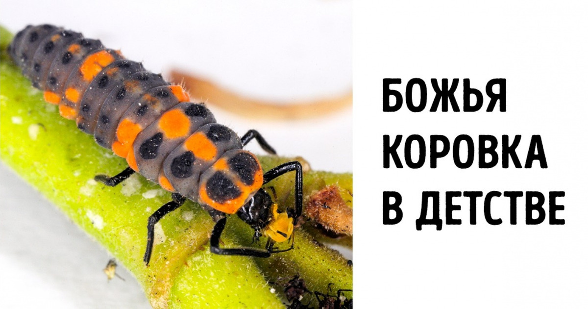 10+ фотографий обычных вещей, которые заставили нас слегка обалдеть 10+ фотографий обычных вещей, которые заставили нас слегка обалдеть