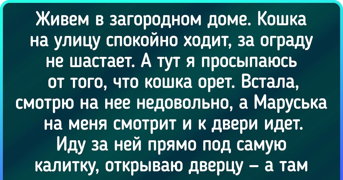20+ доказательств того, что пушистые мордахи намного умнее, чем мы привыкли считать 20+ доказательств того, что пушистые мордахи намного умнее, чем мы привыкли считать