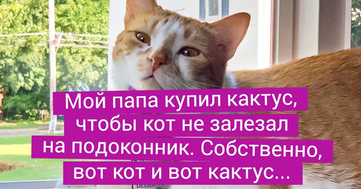 19 человек, которые хотели просто завести кота и не подумали о последствиях