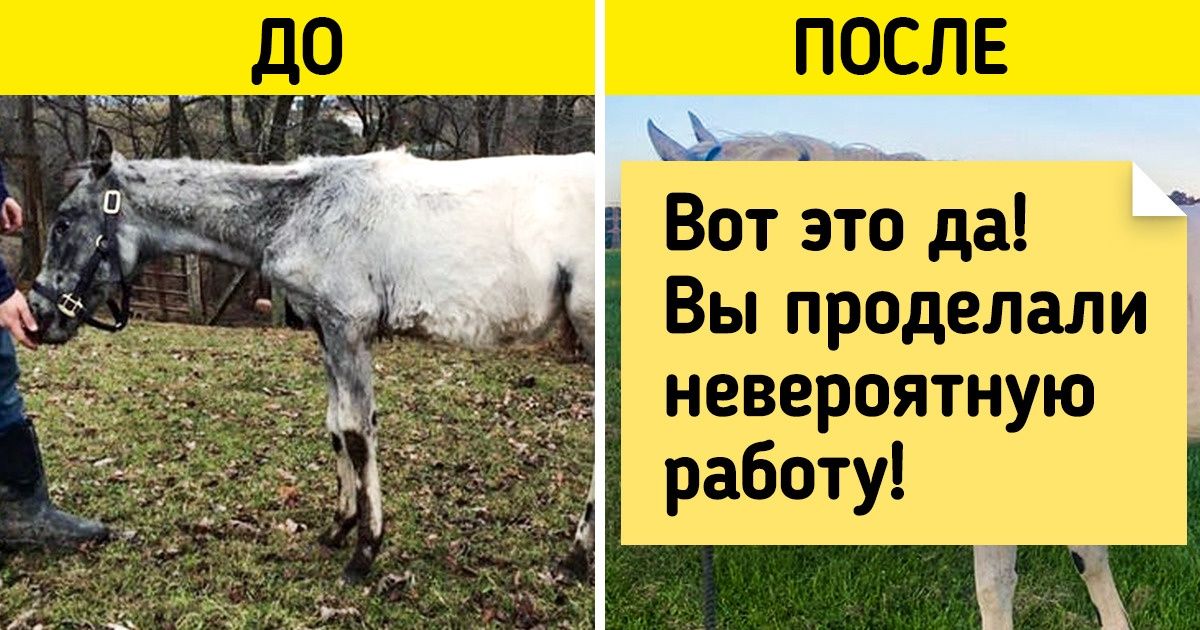 20+ животных, которые изменились до неузнаваемости, когда наконец обрели любящих хозяев 20+ животных, которые изменились до неузнаваемости, когда наконец обрели любящих хозяев