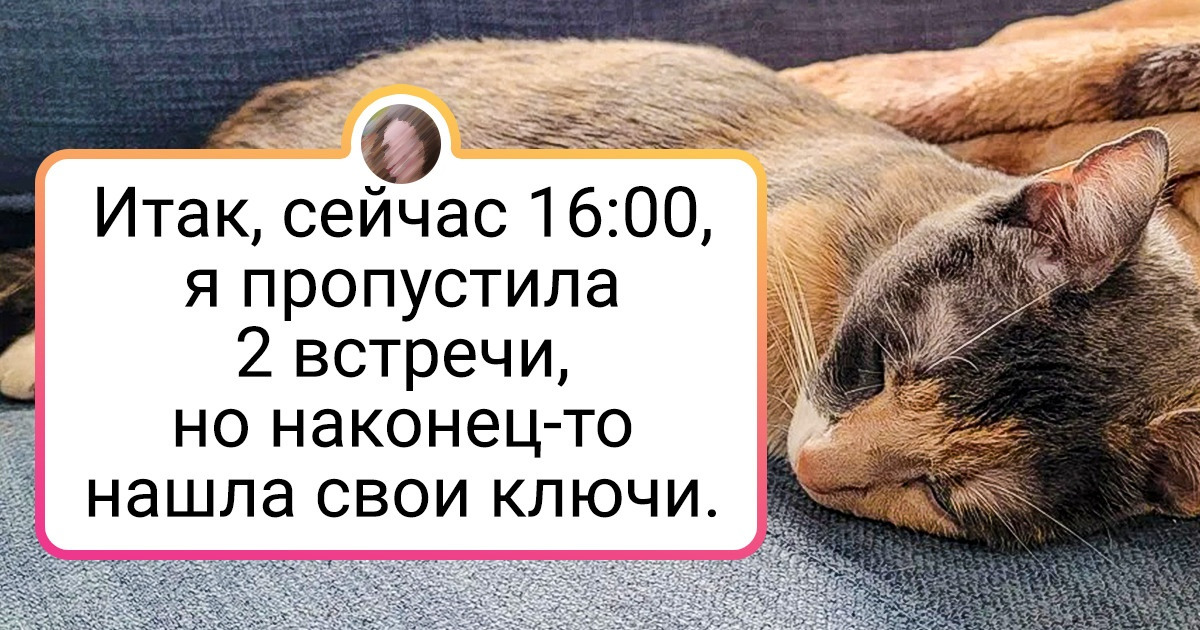 18 пушистых обормотов, для которых людские правила — ерунда на постном масле