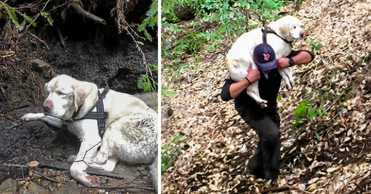 Старый слепой лабрадор потерялся в лесу. Спустя неделю хозяева уже отчаялись, но все изменил один храбрец